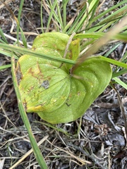 Maianthemum dilatatum