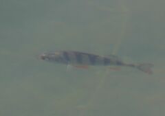 Perca fluviatilis