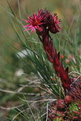 Sempervivum dolomiticum
