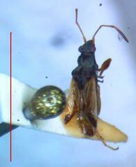 Lygaeoidea