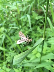Elophila nymphaeata