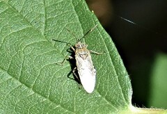 Rhopalidae