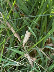 Agriphila vulgivagellus