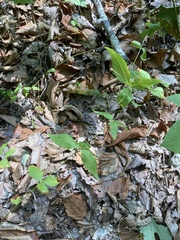 Lysimachia quadrifolia
