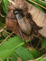 Gryllus veletis
