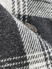 Tuberolachnus salignus