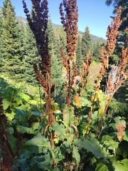 Rumex crispus