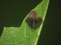 Eriovixia