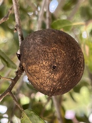 Amphibolips quercuspomiformis