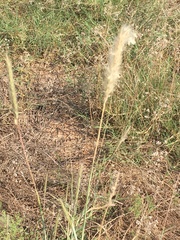 Bothriochloa laguroides