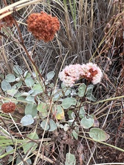 Eriogonum latifolium