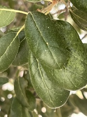 Amphibolips quercuspomiformis