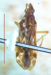Lygaeoidea