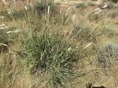 Chloris virgata
