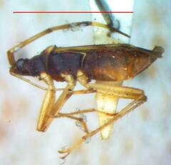 Lygaeoidea
