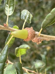Amphibolips quercuspomiformis