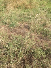 Bothriochloa laguroides