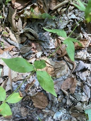 Lysimachia quadrifolia