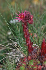 Sempervivum dolomiticum