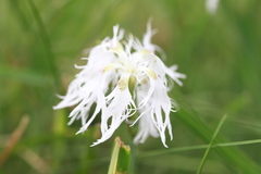 Dianthus superbus