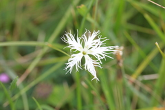 Dianthus superbus