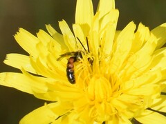 Sphecodogastra