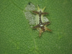 Limacodidae
