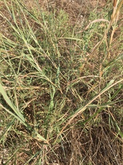 Bothriochloa laguroides