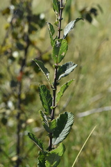 Salix aurita