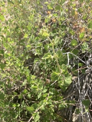 Brickellia californica