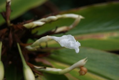 Alpinia