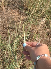 Bothriochloa laguroides