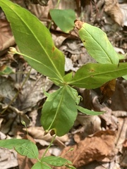 Lysimachia quadrifolia