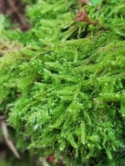 Bryopsida