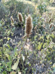 Agastache urticifolia