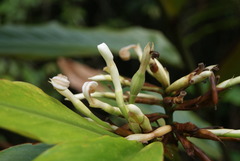 Alpinia