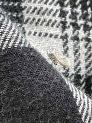 Tuberolachnus salignus