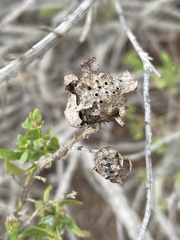 Rhopalomyia californica