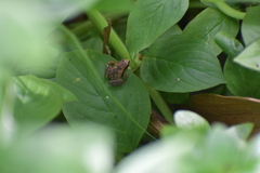 Microhyla