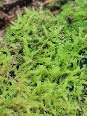 Bryopsida