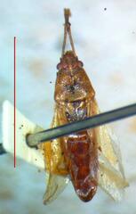 Lygaeoidea