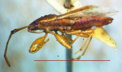 Lygaeoidea
