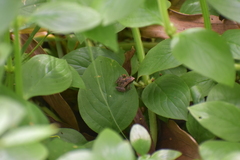 Microhyla