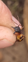 Camponotus maculatus