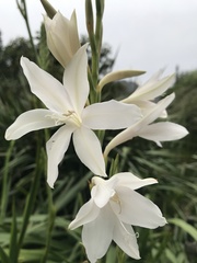 Watsonia
