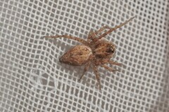 Oxyopes heterophthalmus