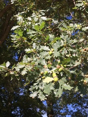 Quercus pubescens