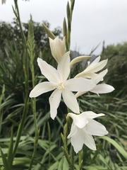 Watsonia