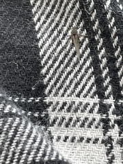 Tuberolachnus salignus