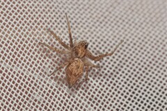 Oxyopes heterophthalmus